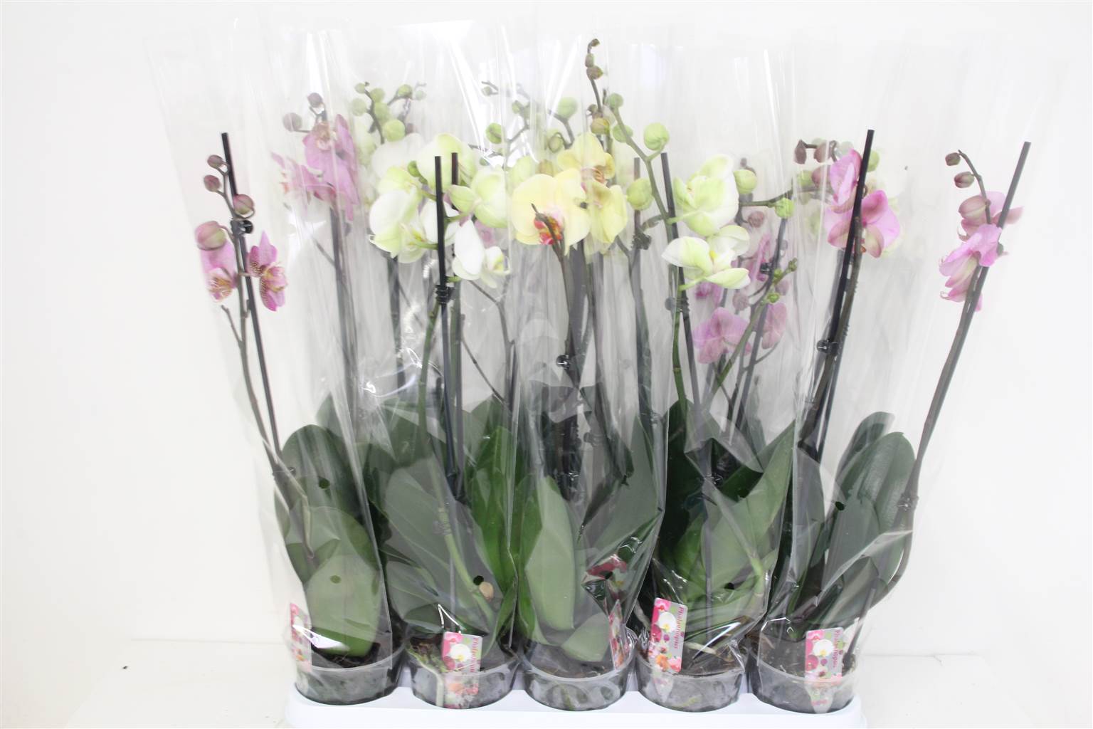 Фаленопсис смешанный 2 стебля ( Phalaenopsis Mixed 2 stem ) W 12 см H 60 см