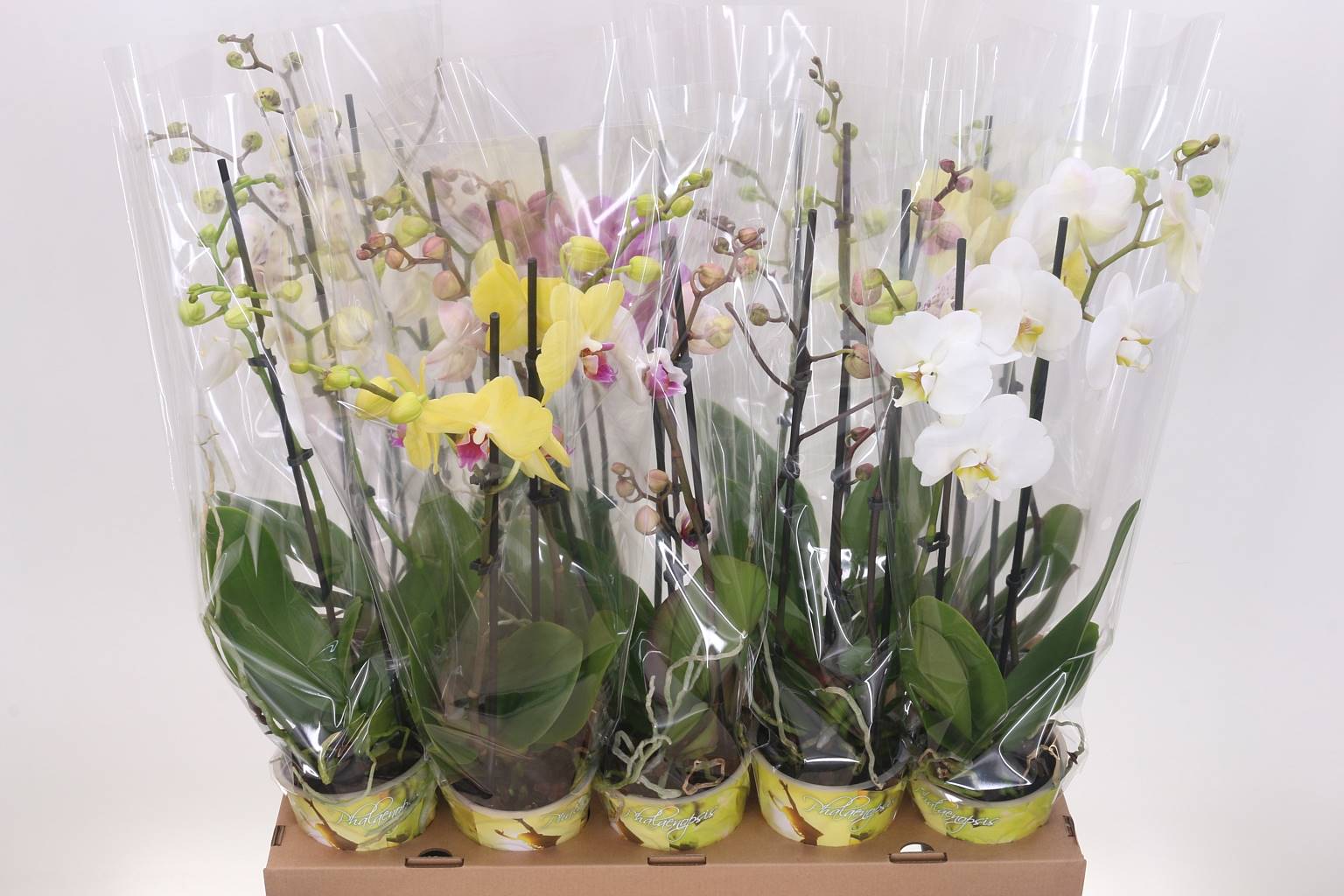 Фаленопсис смешанный 5 Цветов 2 стебля ( Phalaenopsis Mixed 5 Colour 2 stem ) W 12 см H 50 см
