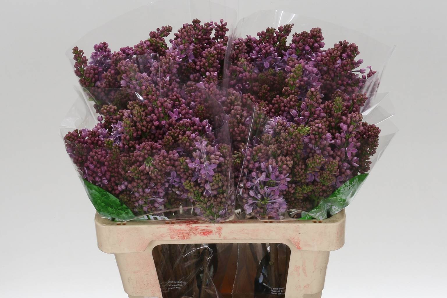 Syringa Dark Koster (Сирень Дарк Костер) В60