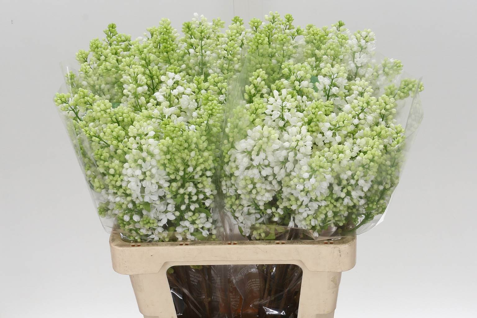 Syringa V Mme Fl Stepman (Сирень Степмен) В60