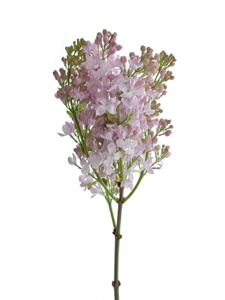 Syringa V Lavaliensis (Сирень В Лаваленсис) В60