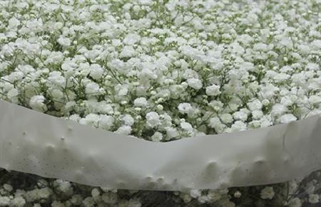Gypsophila Xlence (Гипсофила Xlence) В80