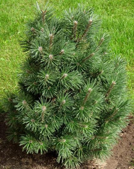 Сосна горная Columnaris (Колумнарис) / Крупномер