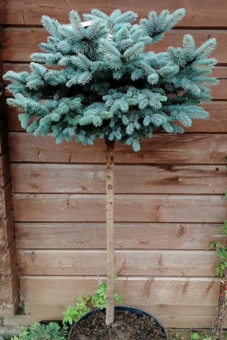 Ель колючая Glauca Globosa (Глаука Глобоза) на штамбе