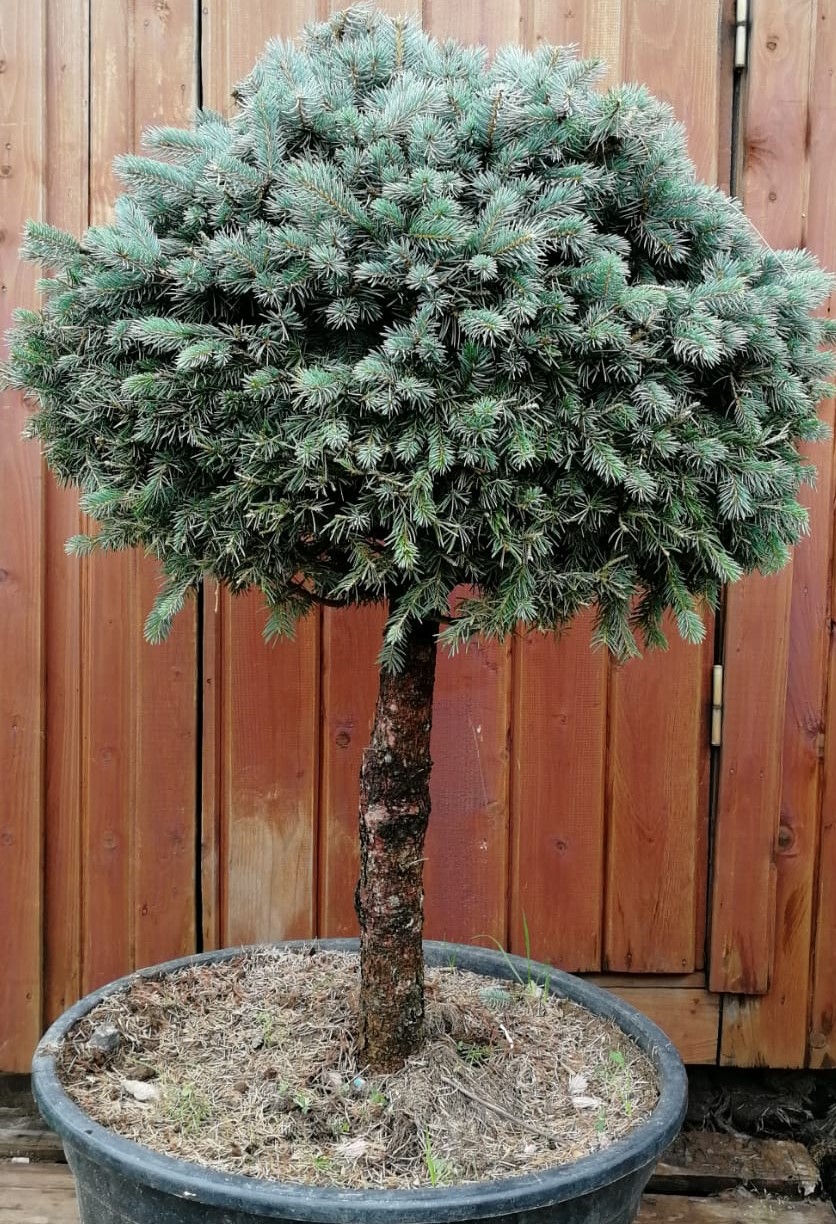 Ель колючая Glauca (Глаука) на штамбе