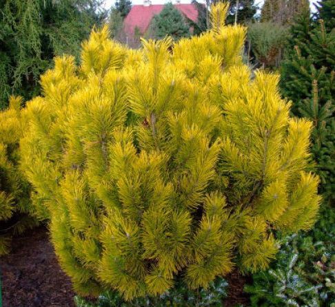 Сосна горная Golden Glow (Голден Глоу) на штамбе