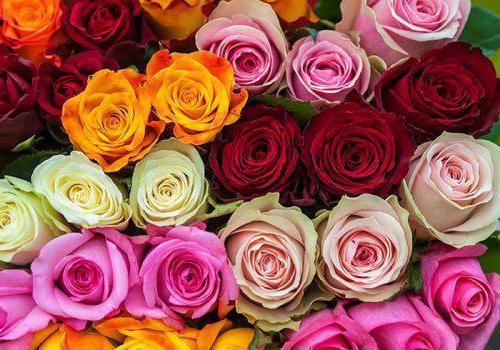 Rosa Kenya Mix (Роза Кения микс) В40 Isinya