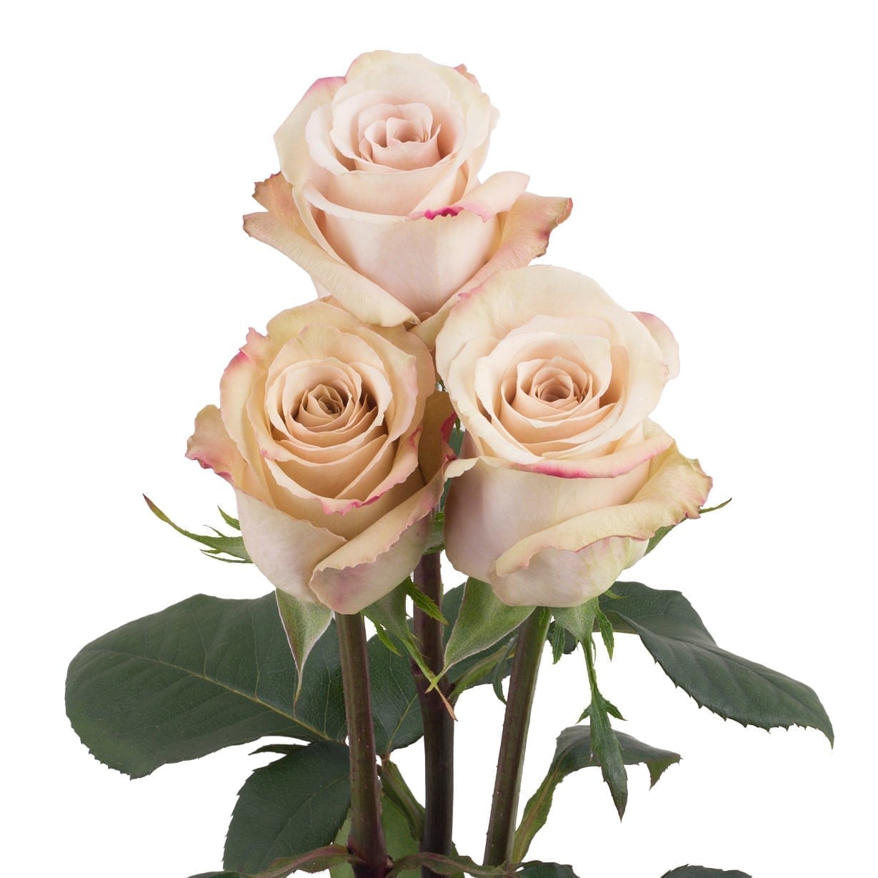 Rosa Gr Quicksand ( Куик Санд ) В50 Star Roses