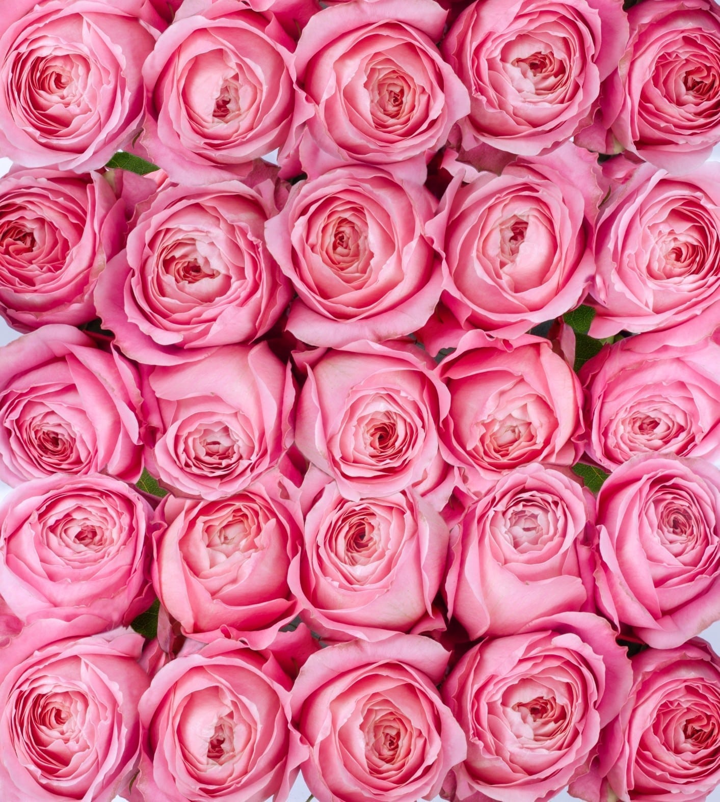Rosa Gr Romantic Antike ( Романтик Антик ) В60 Rosa Prima