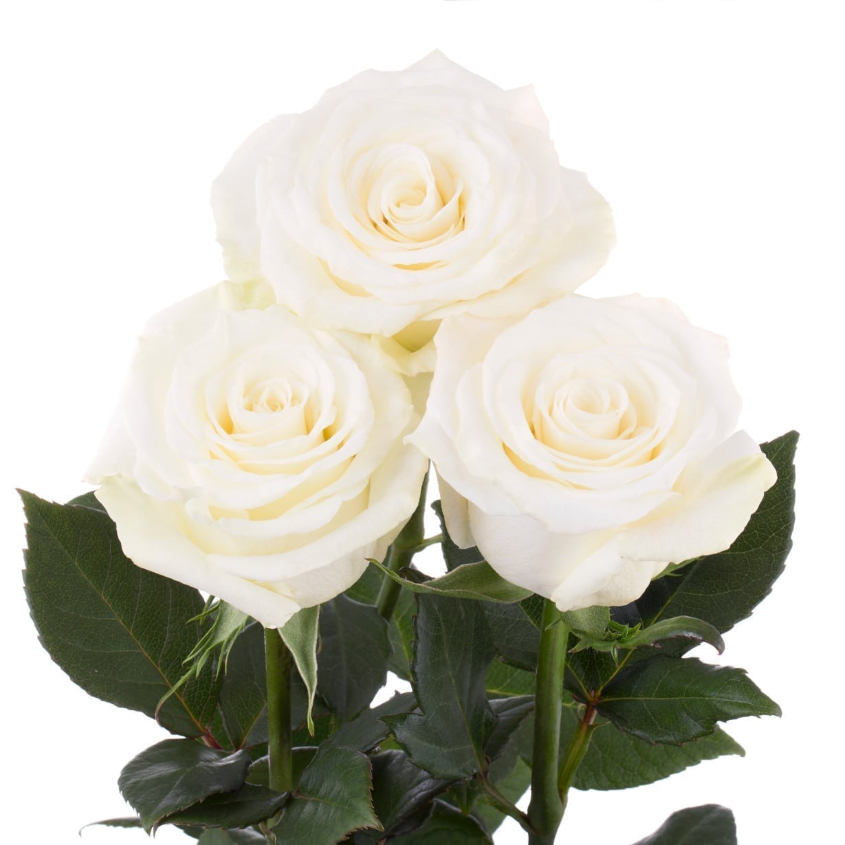 Rosa Gr RP Aspen ( РП Аспен ) В60 Rosa Prima