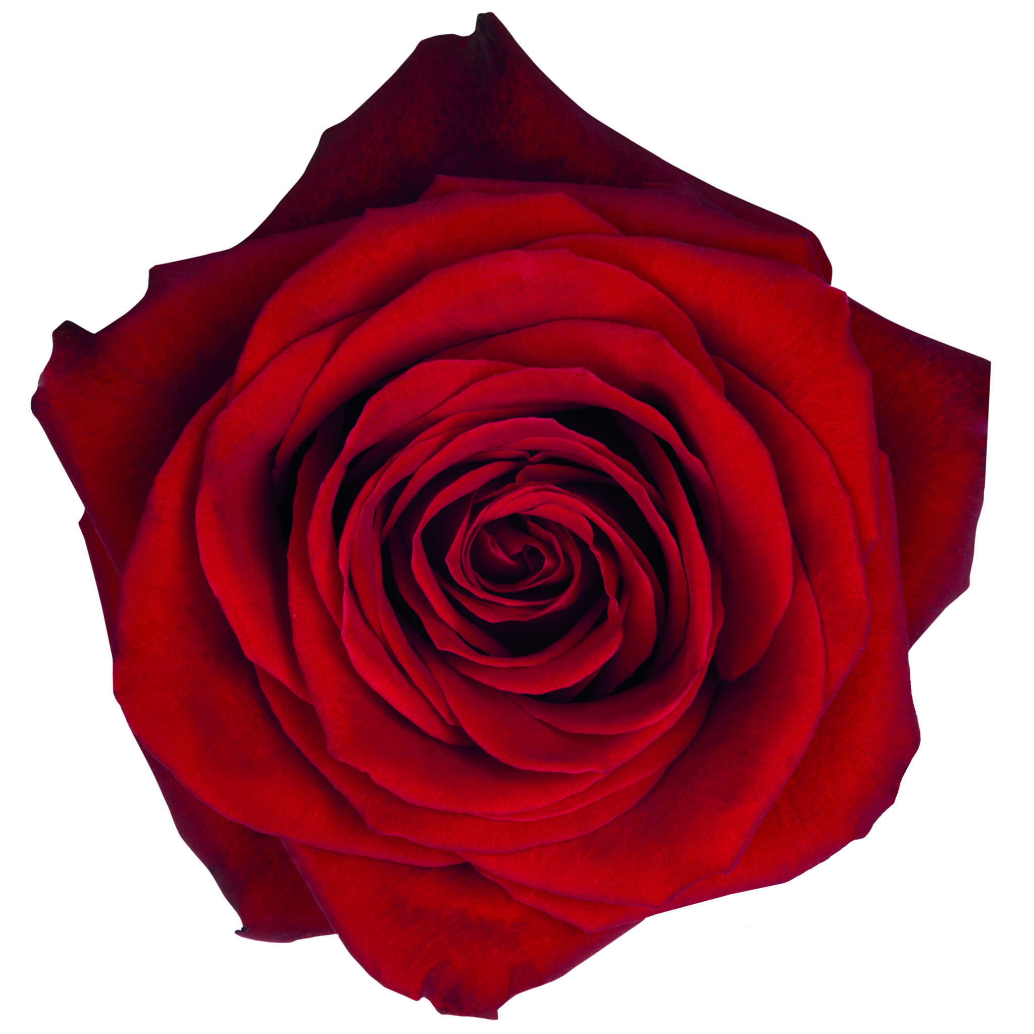 Rosa Gr RP Freedom Ultra ( РП Фреедом Ултра ) В60 Rosa Prima