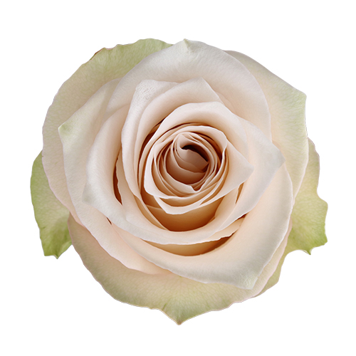 Rosa Gr RP Lady Eva ( РП Леды Ева ) В60 Rosa Prima