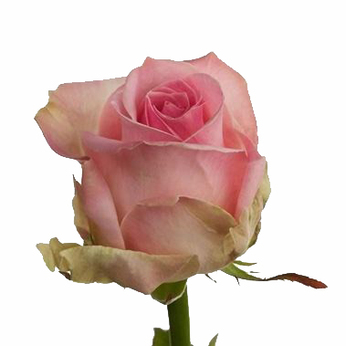Rosa Gr Avalanche Sorbet (Роза Гр Аваланж Сорбет) В60