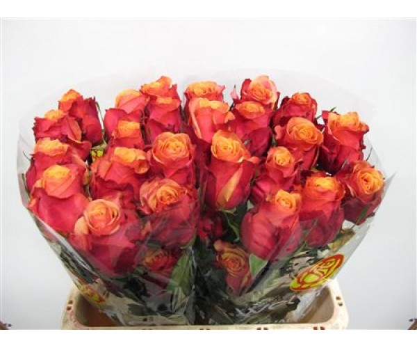 Rosa Gr Cherry Brandy (Роза Гр Черри Бренди) В80
