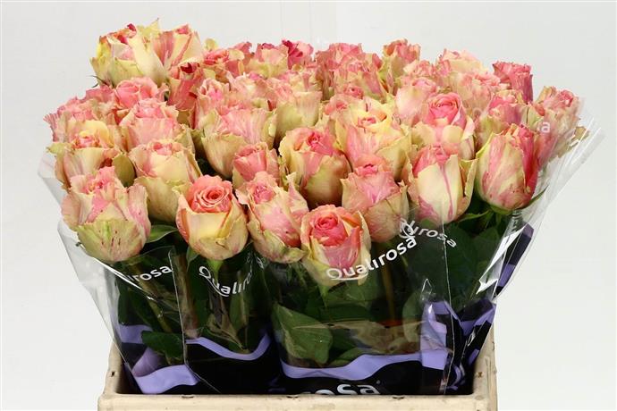 Rosa Gr Fiesta (Роза Гр Фиеста) В80