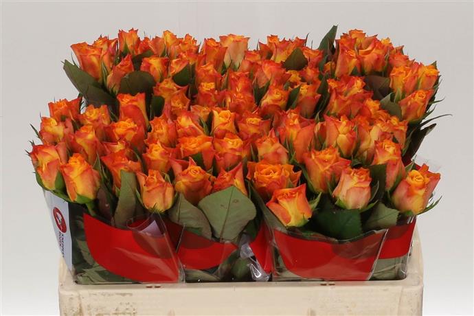 Rosa Gr Marie-claire! (Роза гр Мари-Клэр!) В40