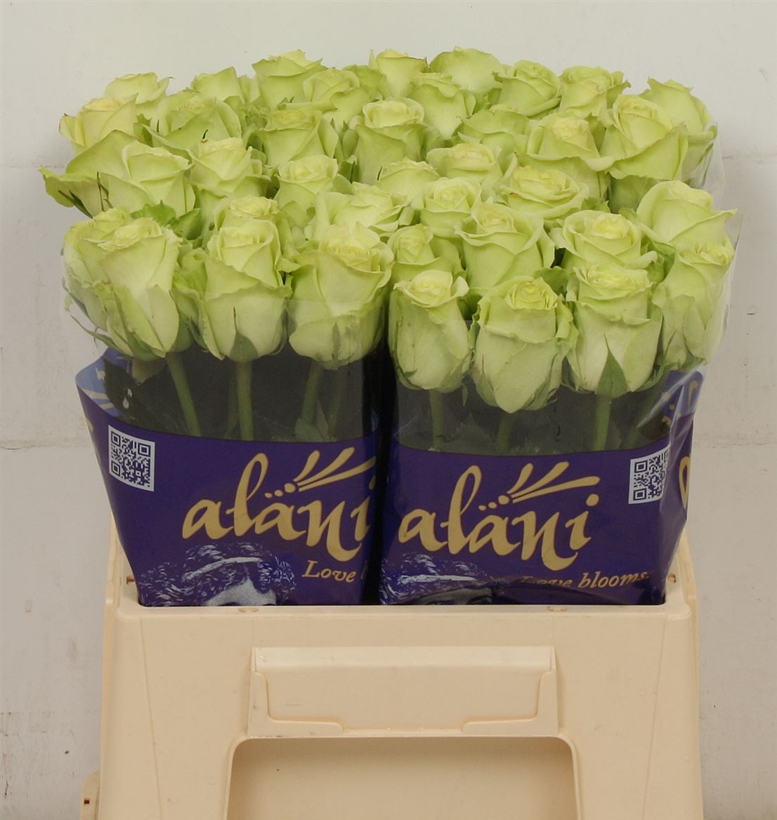 Rosa Gr Green Gene (Роза Гр Грин Ген) В60