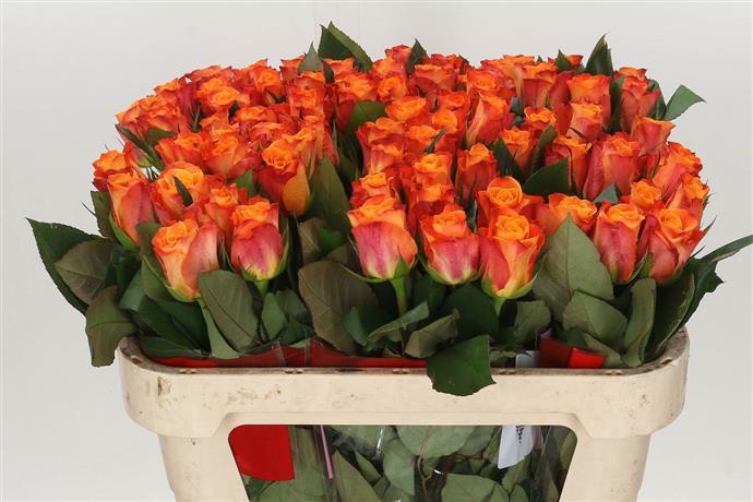 Rosa Gr Mariyo! (Роза гр Марио) В50