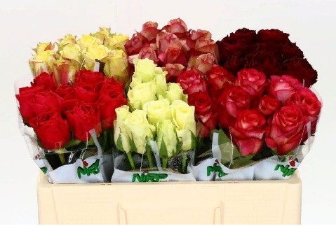 Rosa Gr Mix in bucket(Роза Гр Микс ин Букет) В35