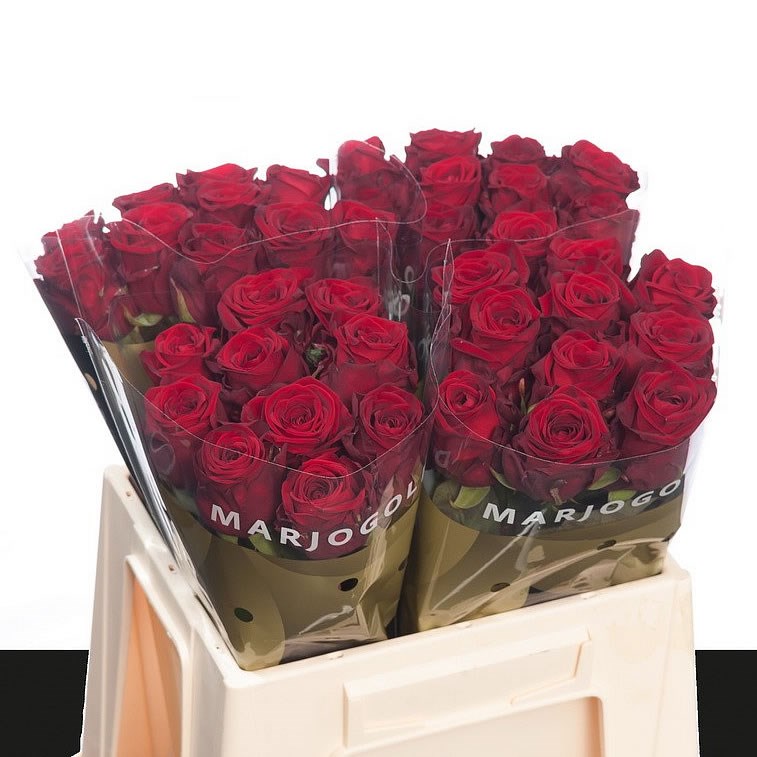 Rosa Gr Red Naomi! Porta Unica (Роза Гр Ред Наоми! Порта Уника) В60