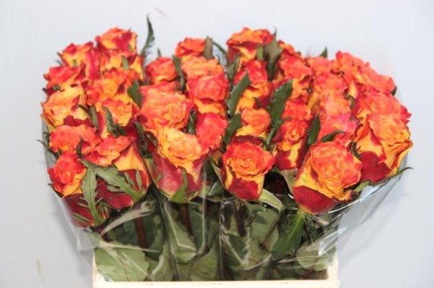 Rosa gr silantoi (Роза гр. Силантой) В40