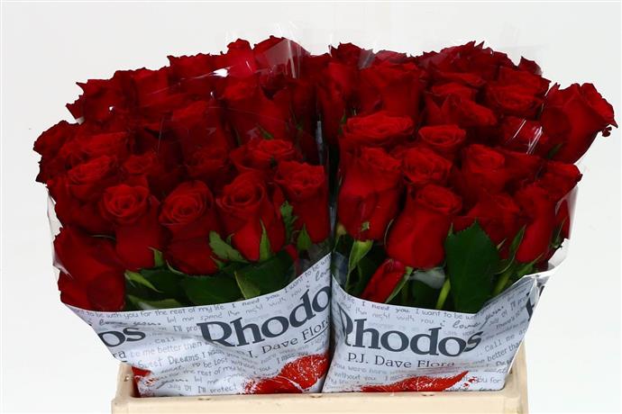Rosa Gr Rhodos (Роза Гр Родос) В50