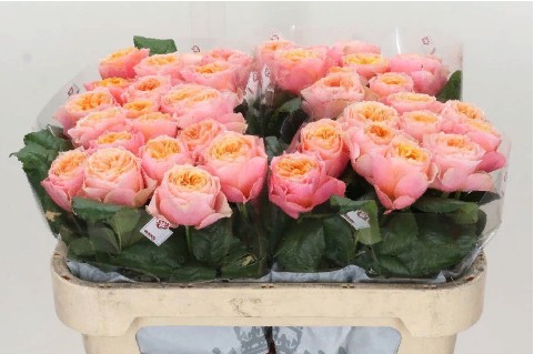 Rosa gr vuvuzela (Роза гр Вувузела) В30