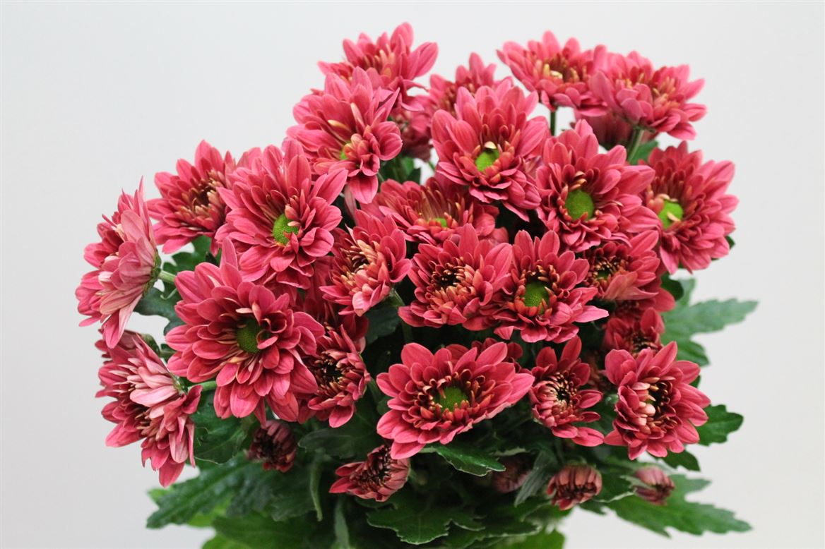 Chrys. tr. Prada Coral (Хриз. куст. Прада Корал) В70