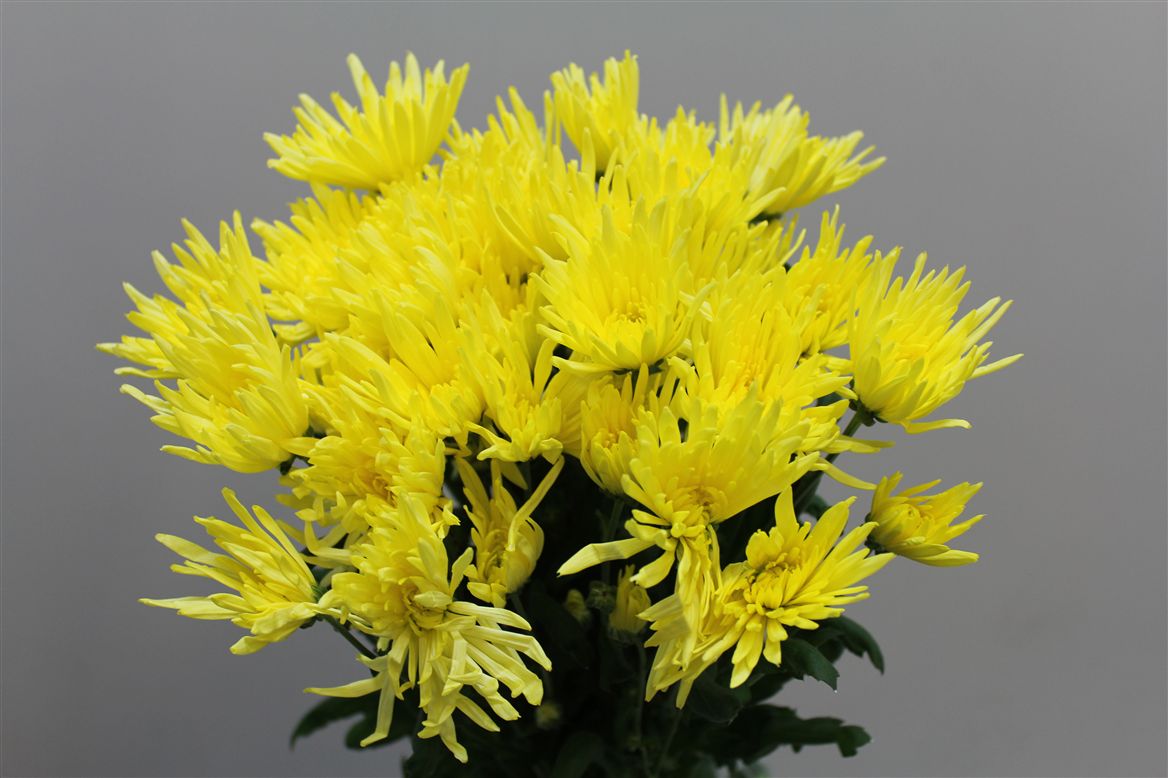 Chrys. tr. Anastasia Yellow (Хриз. куст. Анастасия Еллоу) В70