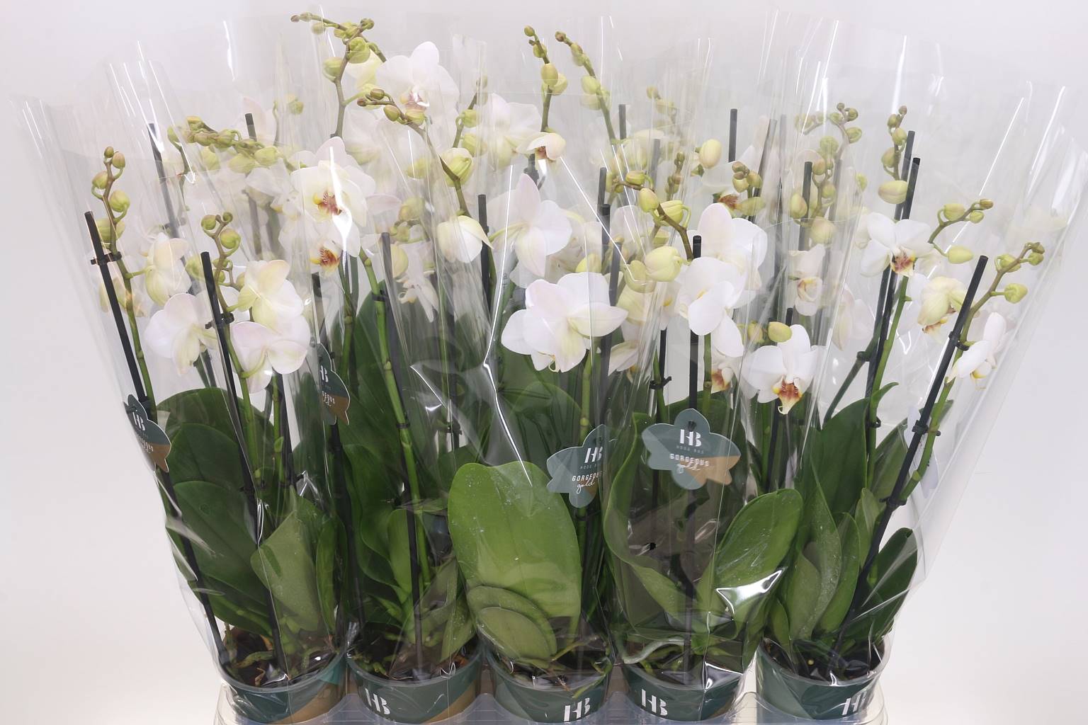 Фаленопсис Контрастный 3 голоса ( Phalaenopsis Contrast 3 stem ) W 12 см H 50 см