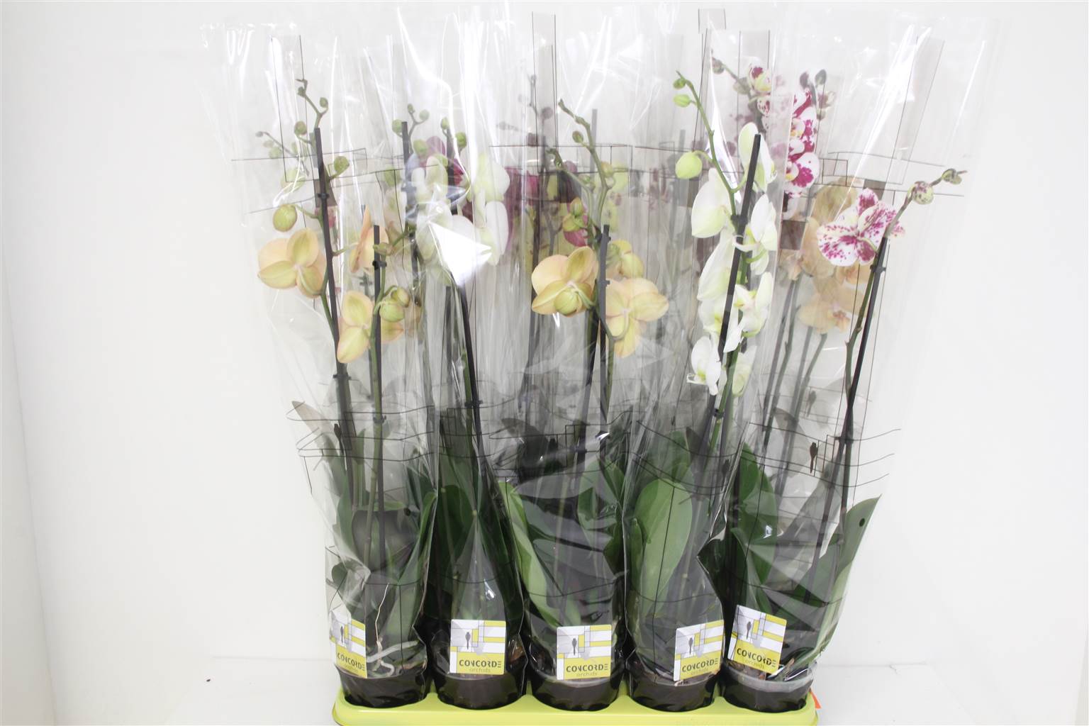 Фаленопсис смешанный 6 Цветов 2 стебля ( Phalaenopsis Mixed 6 Colour 2 stem ) W 12 см H 70 см