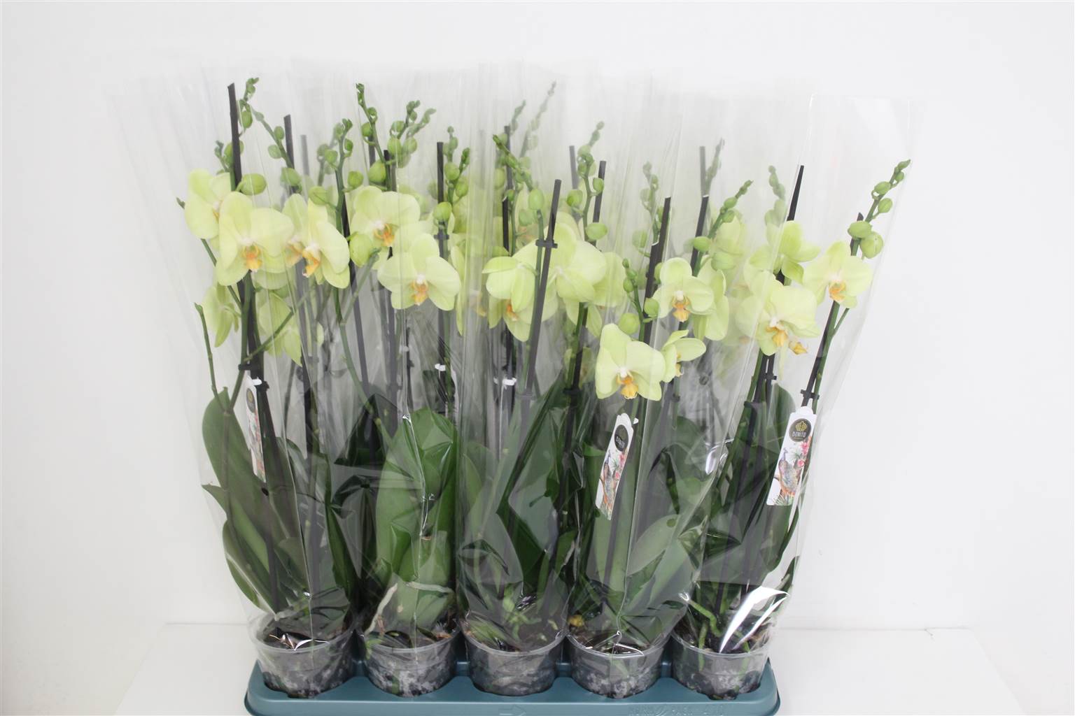 Фаленопсис и Вольтерра 3 голоса ( Phalaenopsis An Volterra 3 stem ) W 12 см H 60 см