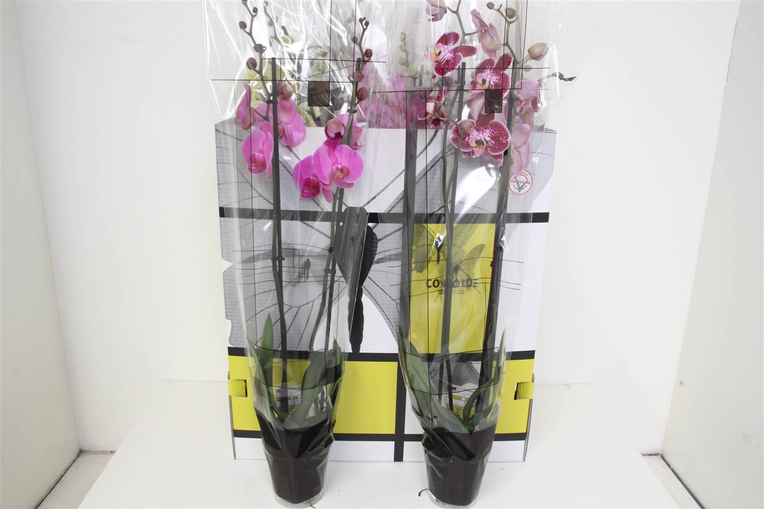 Фаленопсис смешанный 8 Цветов 2 стебля ( Phalaenopsis Mixed 8 Colour 2 stem ) W 12 см H 70 см