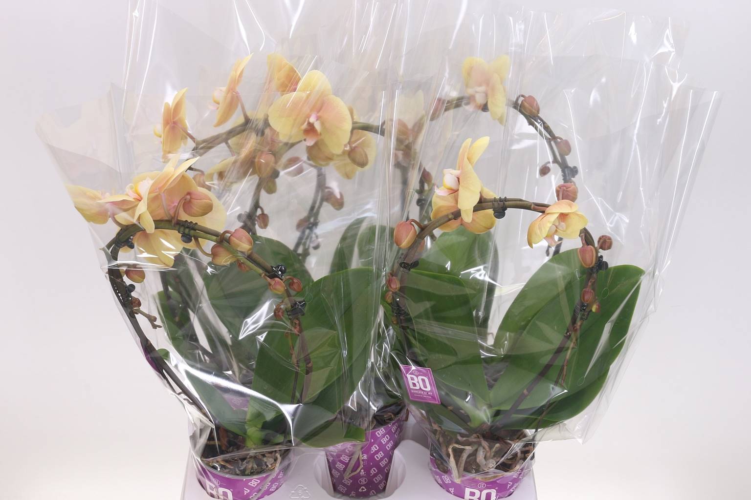 Фаленопсис Эллипс Желтый ( Phalaenopsis Ellips Yellow ) W 12 см H 50 см