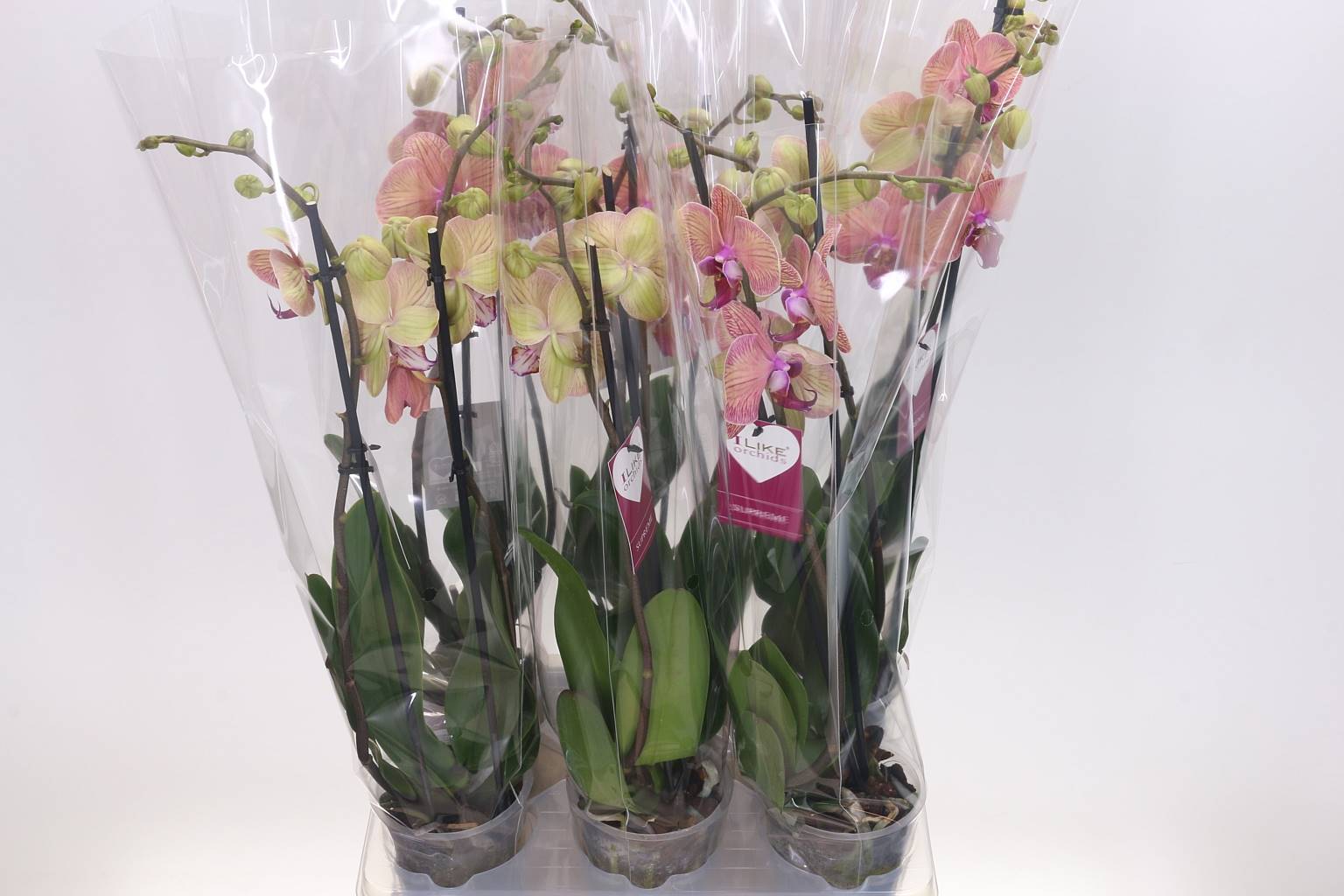Фаленопсис Ов Оранжевый 2 Стебля ( Phalaenopsis Ov Orange 2 Stem ) W 12 см H 55 см