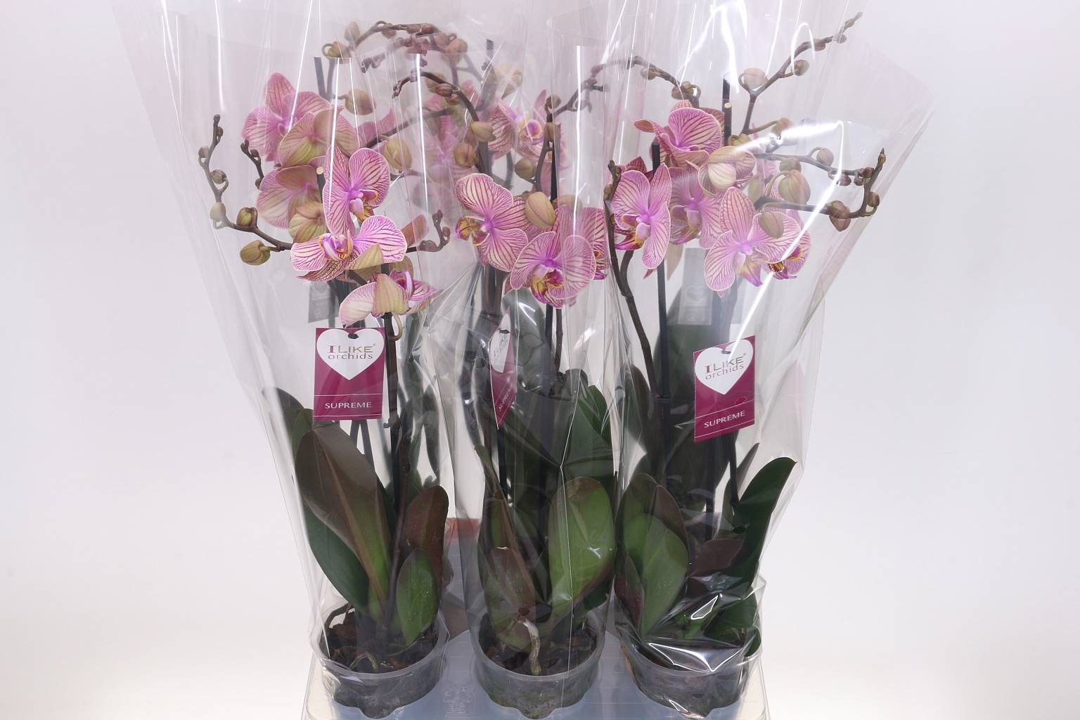 Фаленопсис различный 2 стебля ( Phalaenopsis Divers 2 stem ) W 12 см H 55 см