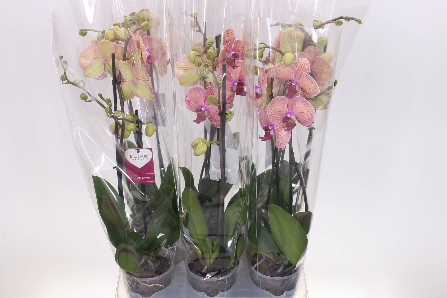 Фаленопсис Золотой Леопард 2 стебля ( Phalaenopsis Golden Leopard 2 stem ) W 12 см H 55 см