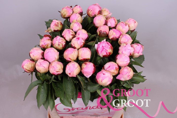 Paeonia NANCY NORA (Пион Ненси Нора) В55