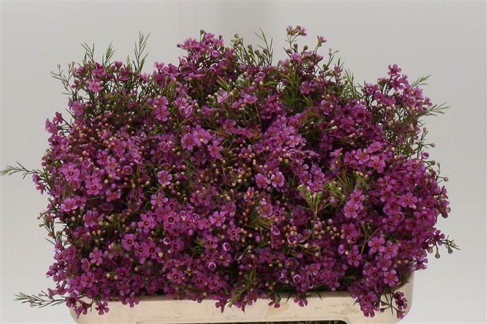 Chamelaucium eden (Хамелациум Эден) В80