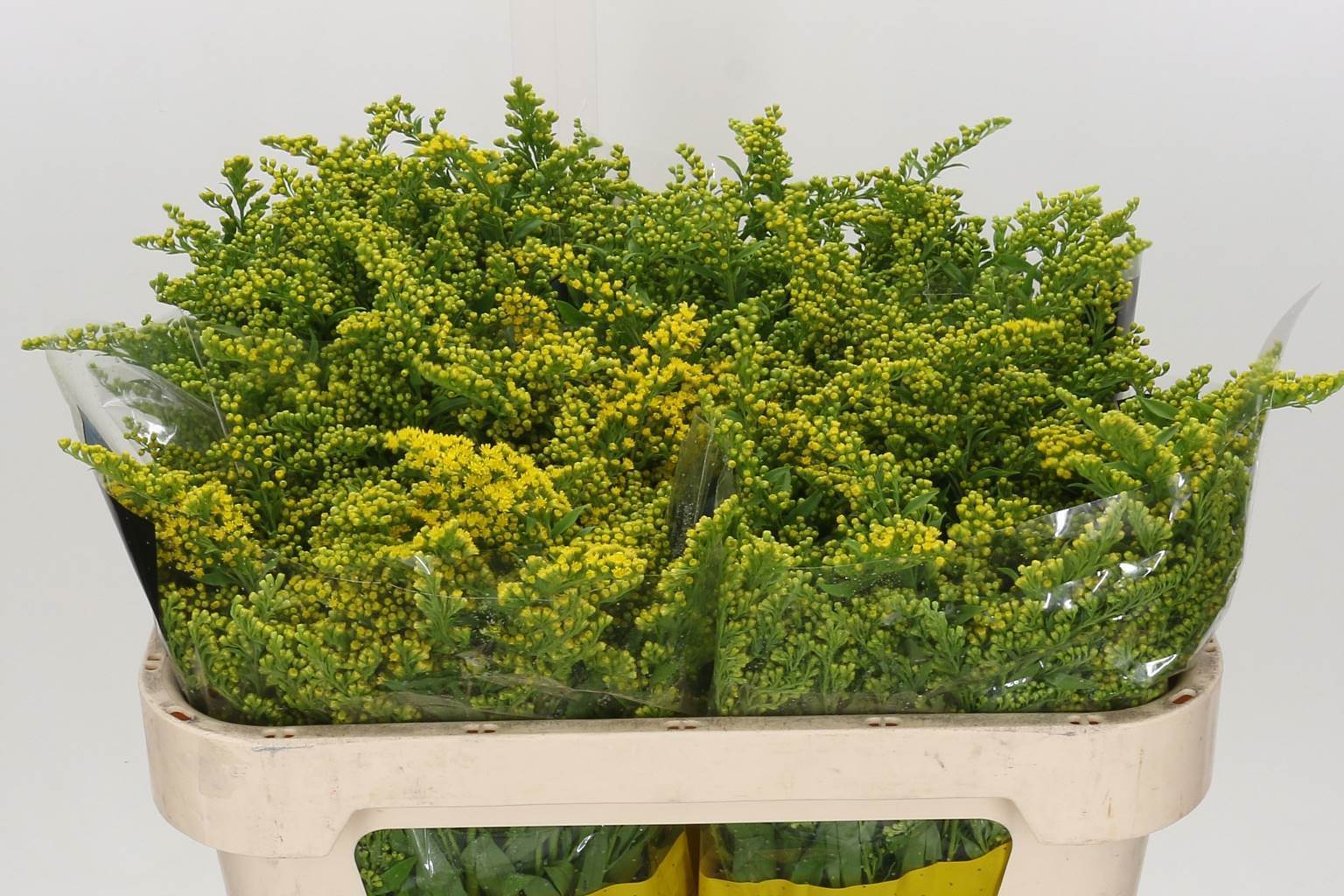 Solidago carzan glory (Солидаго Карзан глори) В70