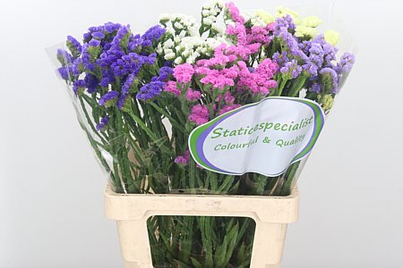 Limonium Statice Mix (Лимониум Статица Микс) В70