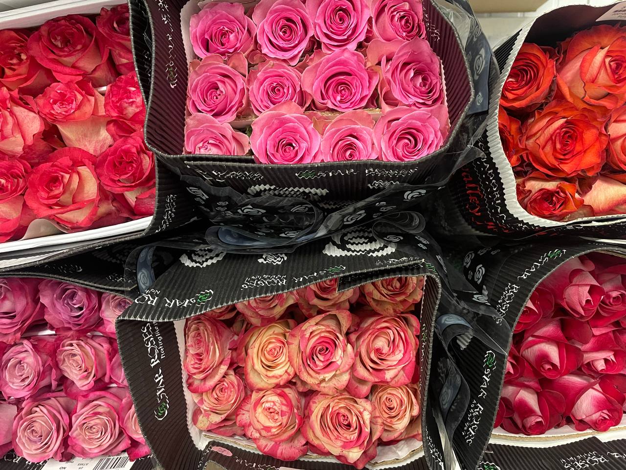 Rosa Mix (Роза Микс) В80 Star Roses