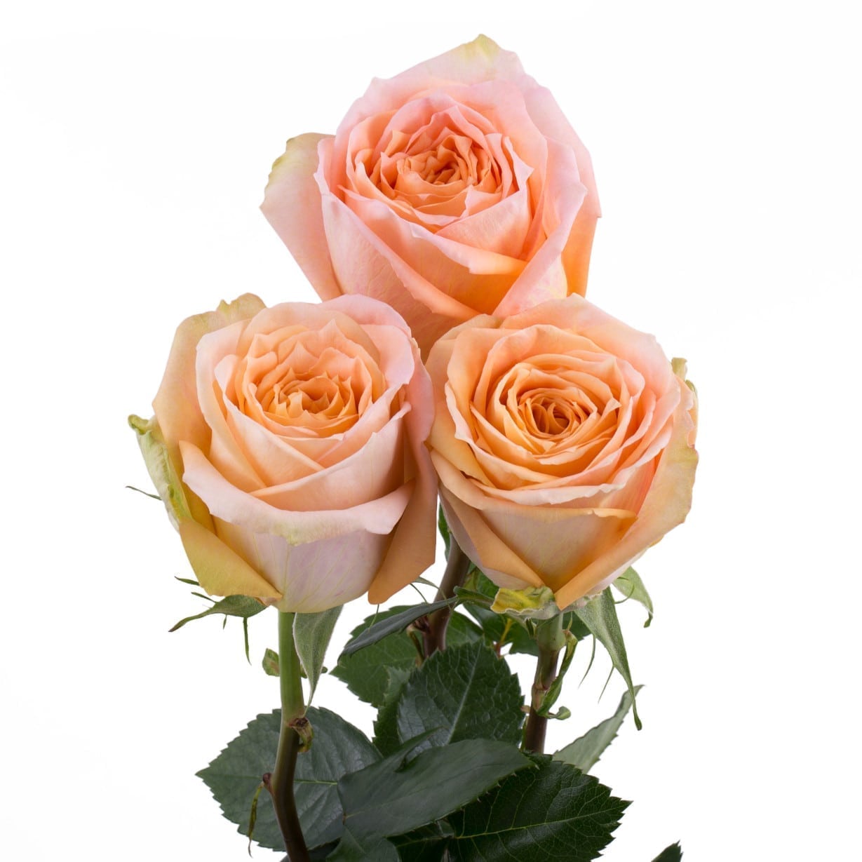 Rosa Gr Shukrani ( Шукрани ) В60 Rosa Prima