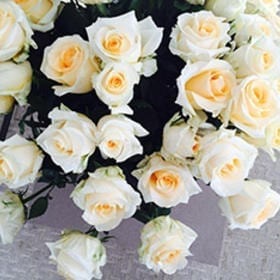 Rosa Gr Soul ( Соул ) В60 Rosa Prima