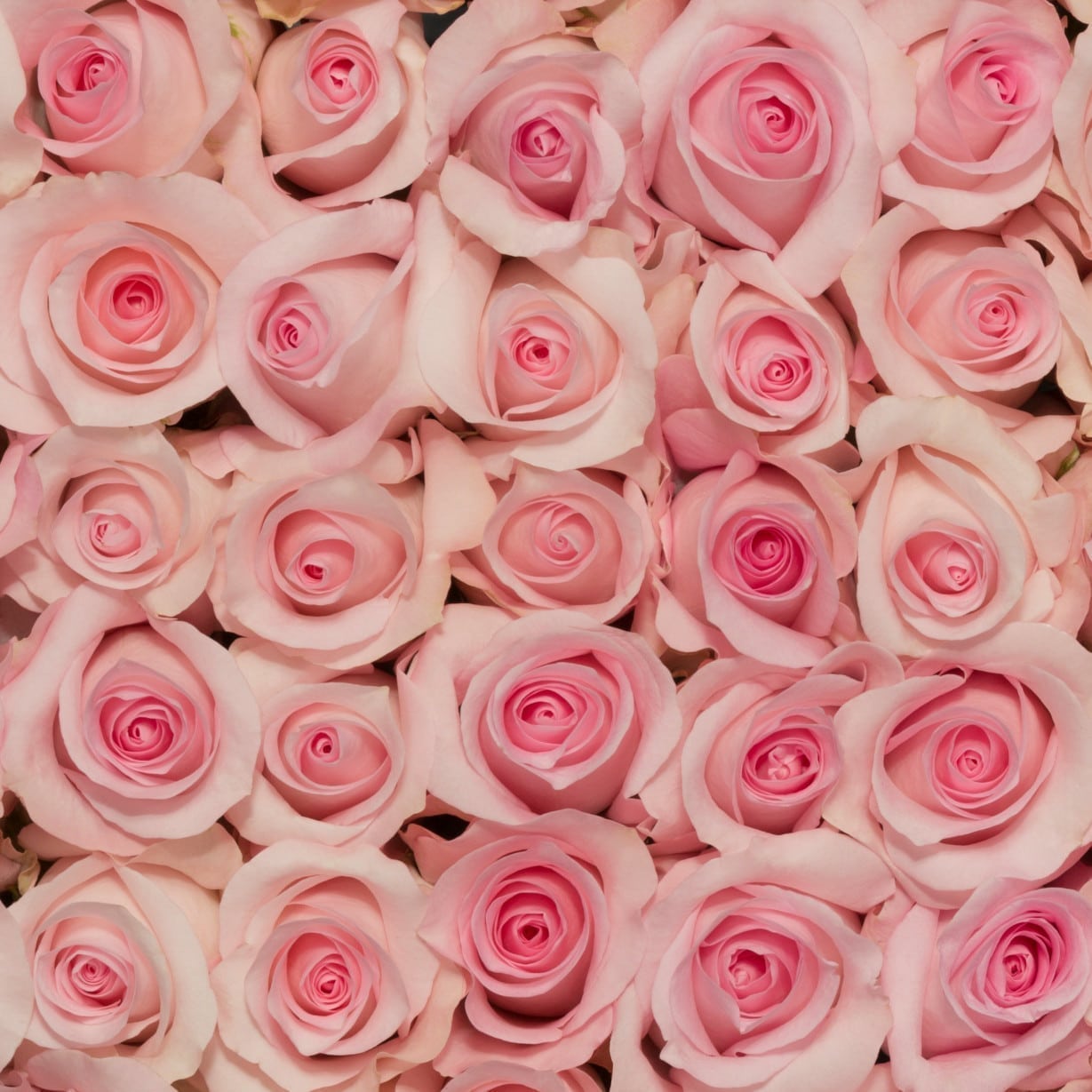 Rosa Gr Sweet Akito ( Свеет Акито ) В60 Rosa Prima