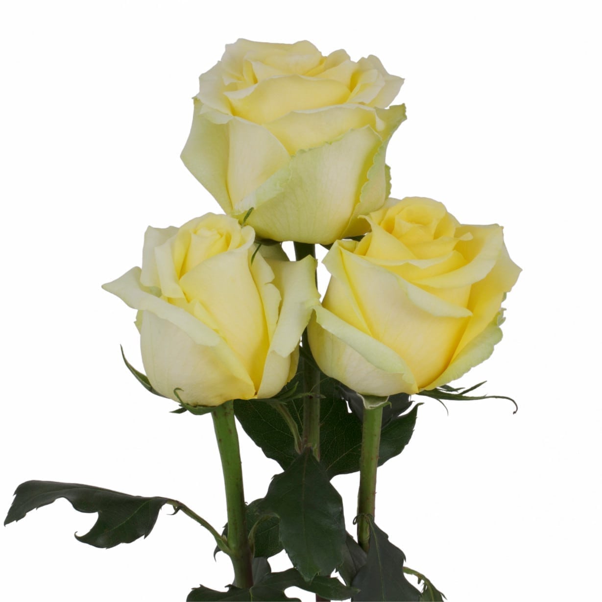 Rosa Gr Tara ( Тара ) В60 Rosa Prima