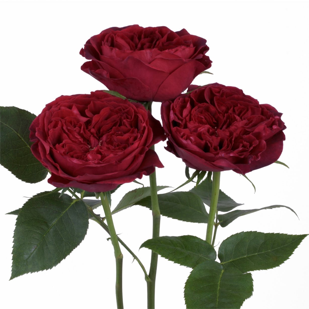 Rosa Gr Tess ( Тесс ) В60 Rosa Prima