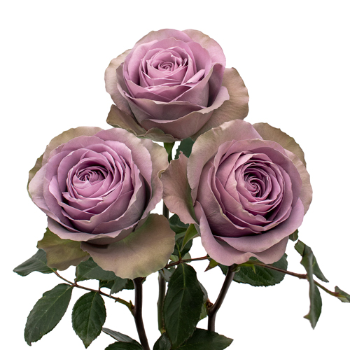 Rosa Gr Tiara ( Тиара ) В60 Rosa Prima
