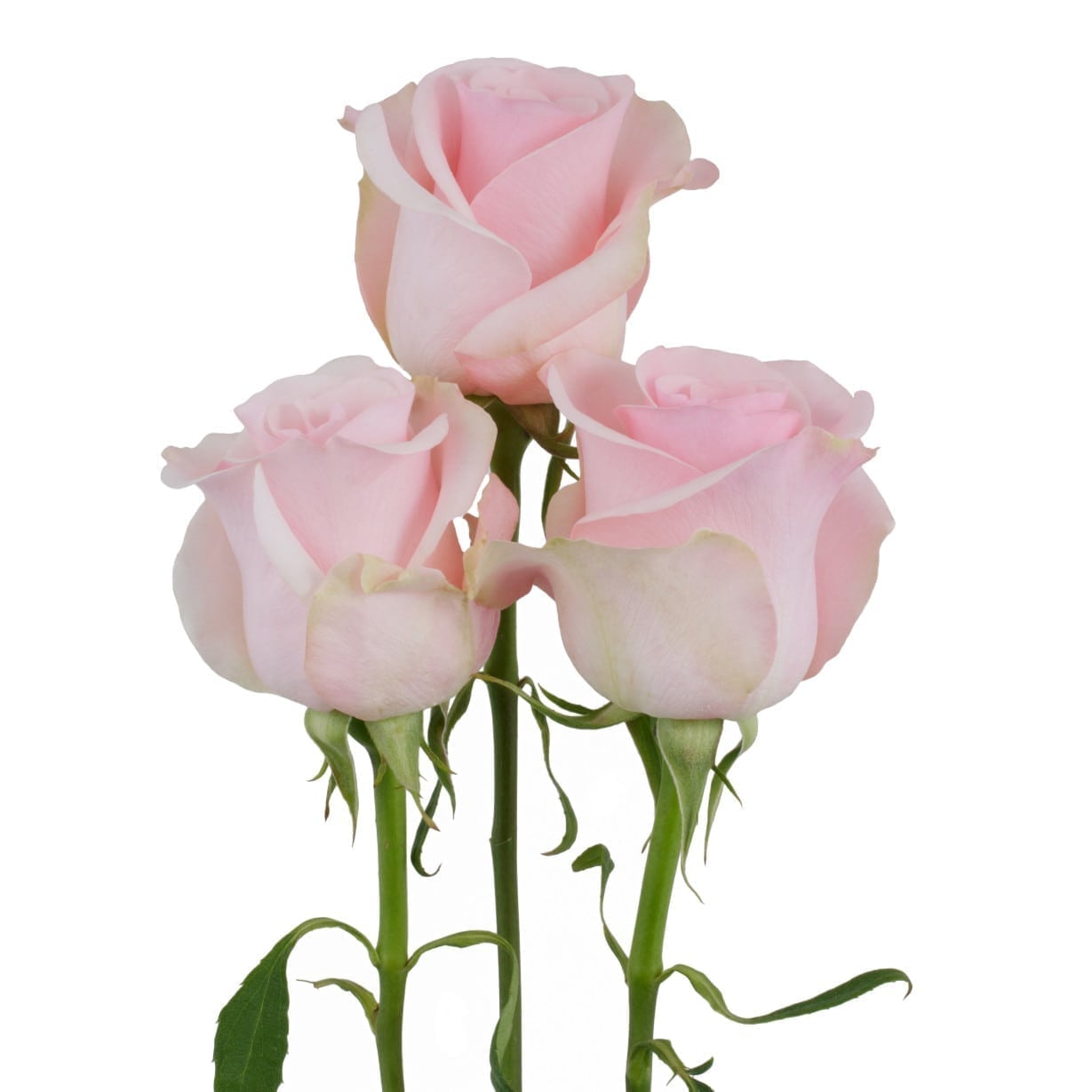 Rosa Gr Titanic ( Титаник ) В60 Rosa Prima