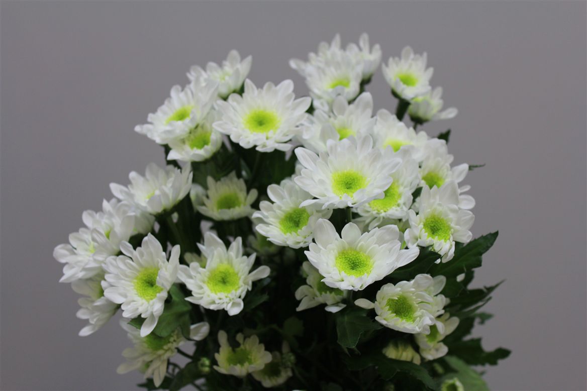 Chrys. tr Double White (Хриз Куст Дабл Вайт) В70